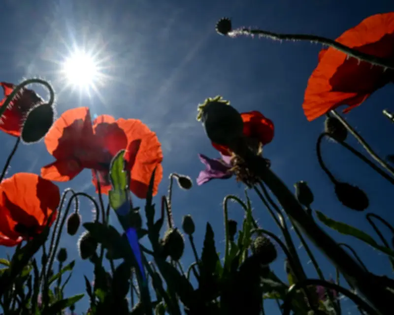 Saharan Heatwave to Bring Soaring Temperatures Across Europe This Week