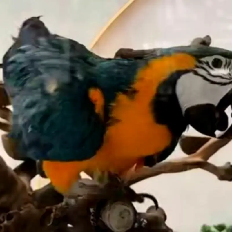 Salford restaurant to free parrot kept in glass tank after backlash