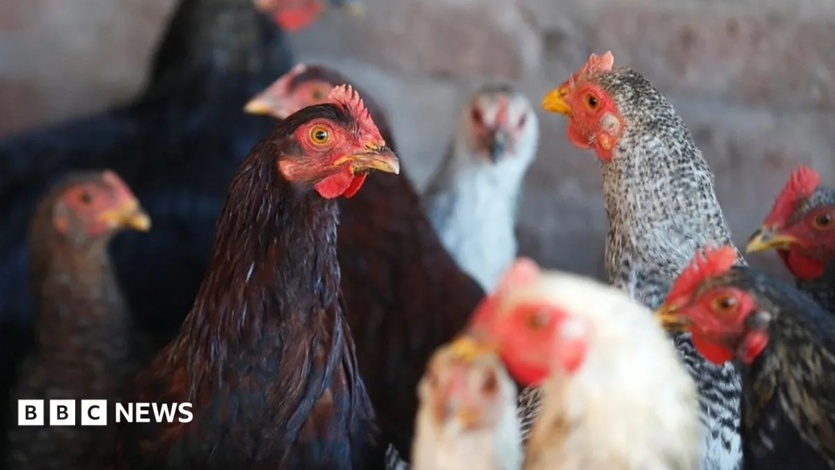 CDC Warns Against Kissing Chickens Amid Salmonella Outbreak