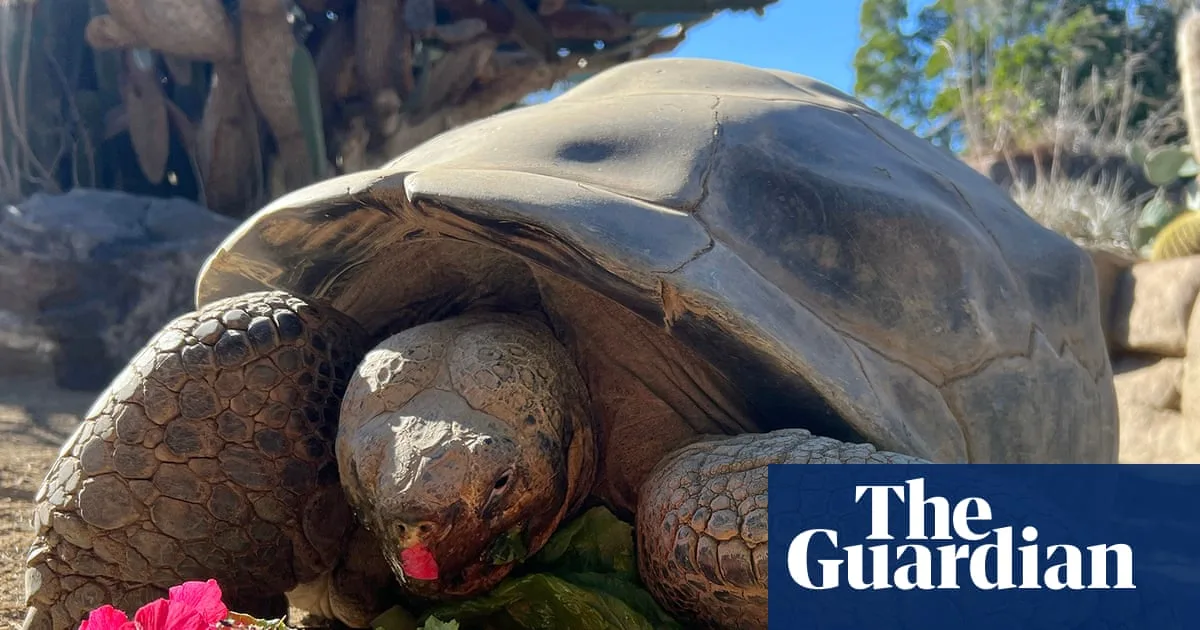 San Diego Zoo's Oldest Resident Tortoise Gramma Dies at 141