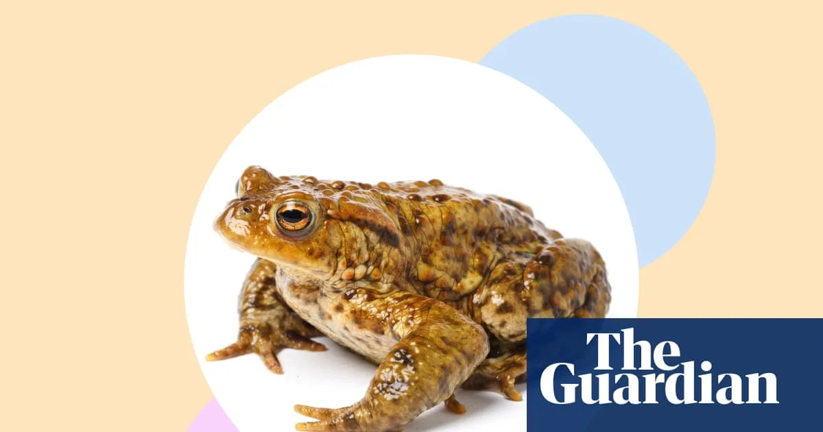 How to Help Britain's Common Toads During Spring Migration