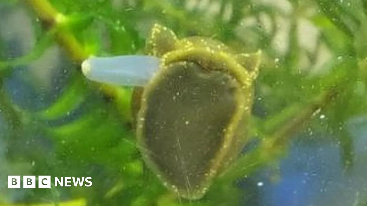 York College's Mission to Save Critically Endangered Glutinous Snail