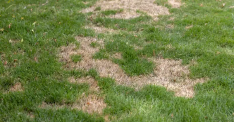 Scatter Grass Seed for Greener, Fuller Lawn, Experts Say
