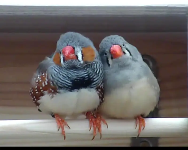 Scientist Wins $100,000 Prize for Decoding Zebra Finch Birdsong