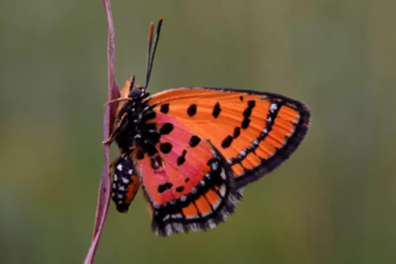 Scientists Discover Dozens of New Species in Remote Angola Expedition