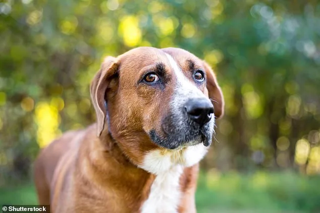 Dogs Can Be Autistic Like Humans, Scientists Claim