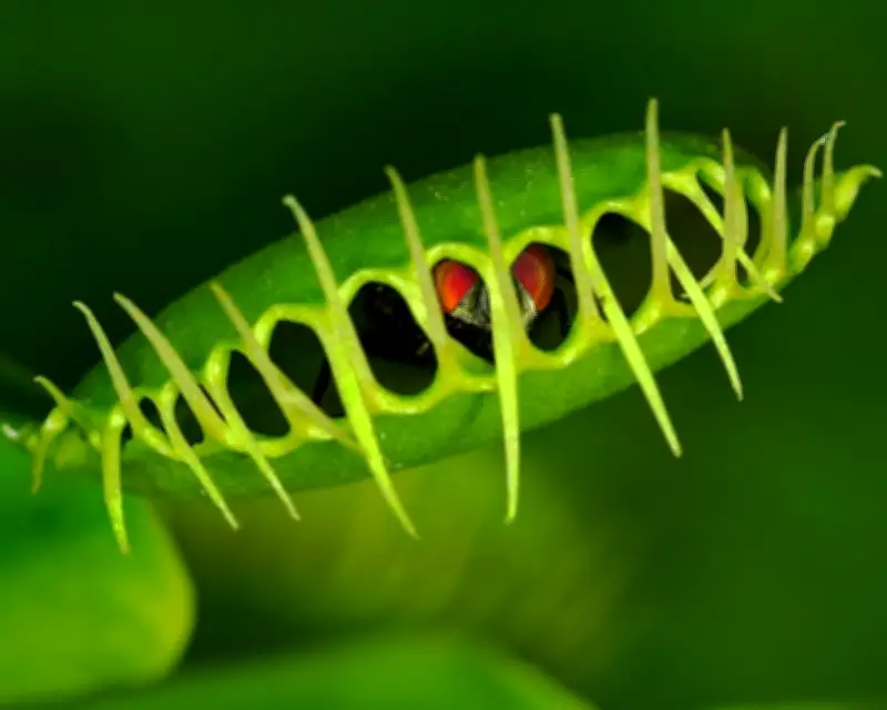 Scientists Reveal Venus Flytrap's Rapid Snap Mechanism