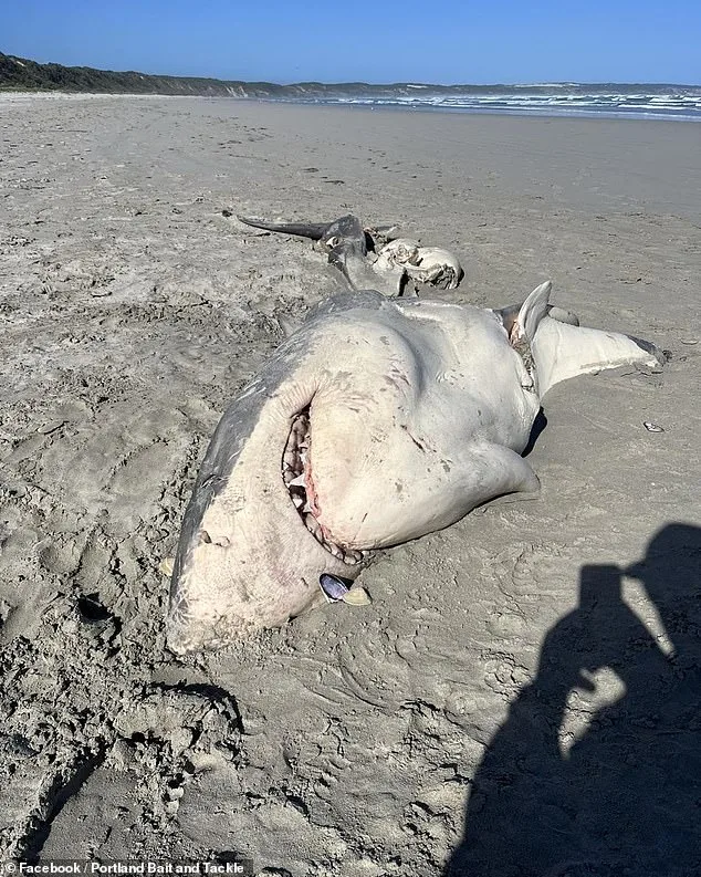 Killer Whales Confirmed as Culprits in Great White Shark Death in Australia