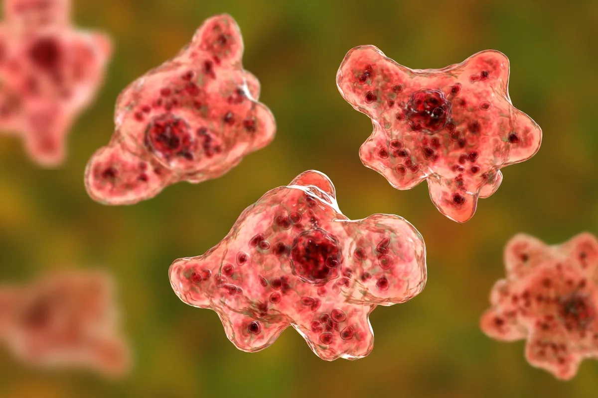 Scientists Warn of Growing Global Threat from Free-Living Amoebas