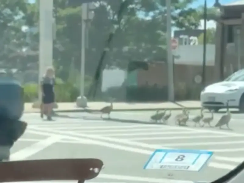 Scotland Fan Helps Geese Cross Boston Road, Wins Hearts Online
