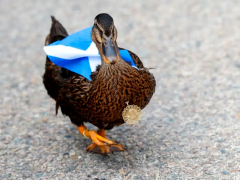 Scotland's Duck Mascot Dawn Becomes Global Fashion Sensation