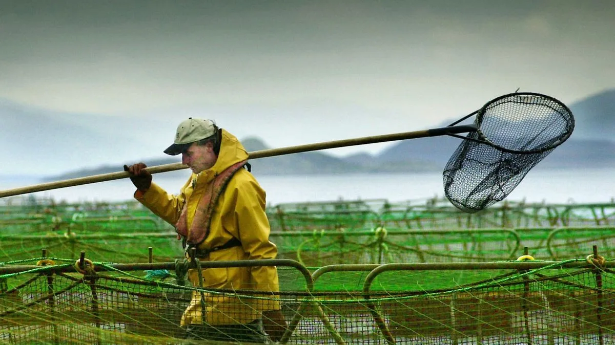 Scotland's Wild Salmon Catches Hit Record Low Amid 'Catastrophic Decline'