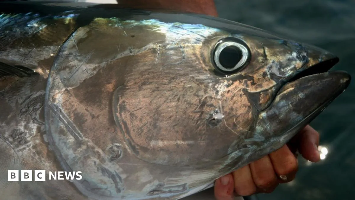 Scientists Investigate Return of Bluefin Tuna to Scottish Waters
