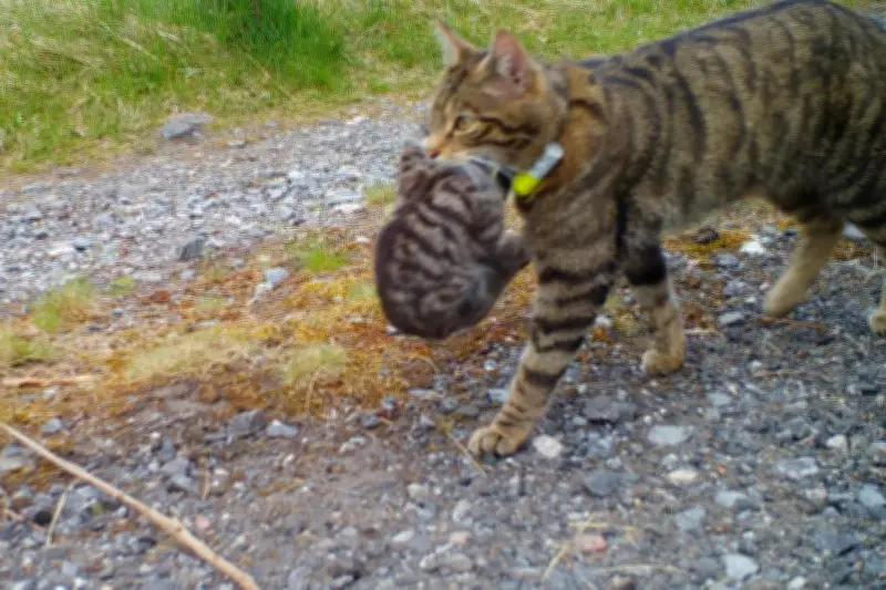 Scottish wild kittens born to released mothers for third year