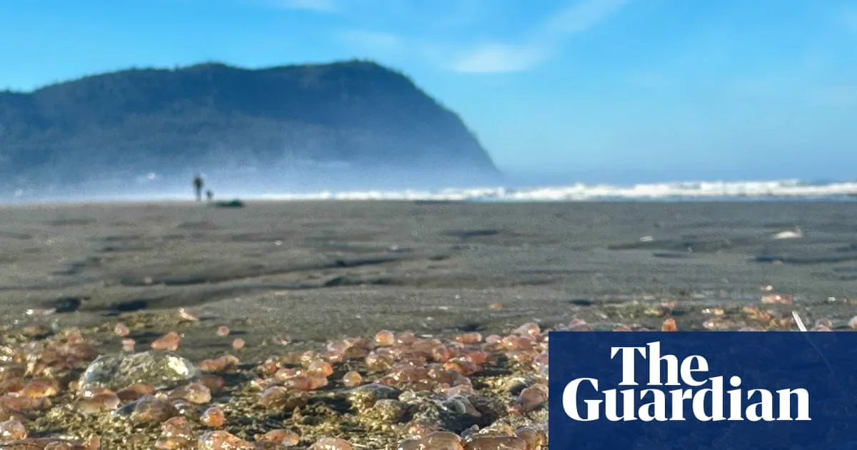 Sea Cucumber Invasion Baffles Oregon Coast Scientists