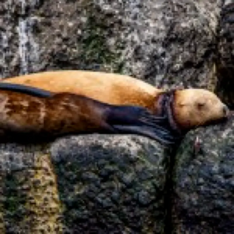 Sea lion rescued from plastic ring cutting into its neck in Russia