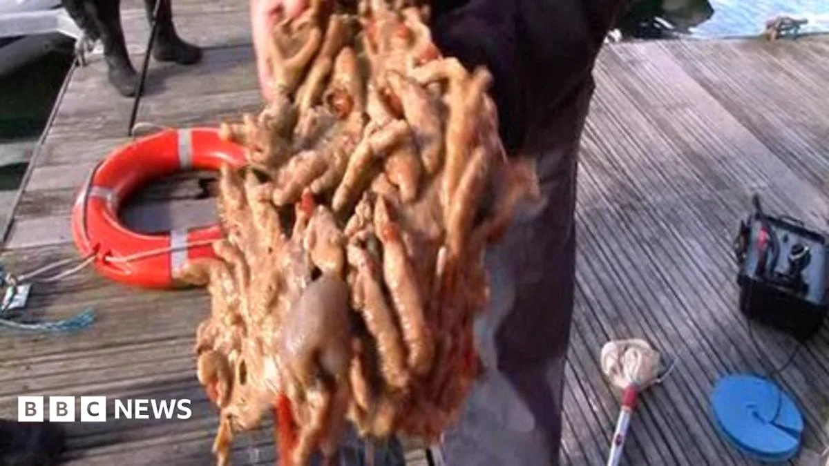 Invasive Sea Squirts Found in Strangford Lough Threaten Ecosystem
