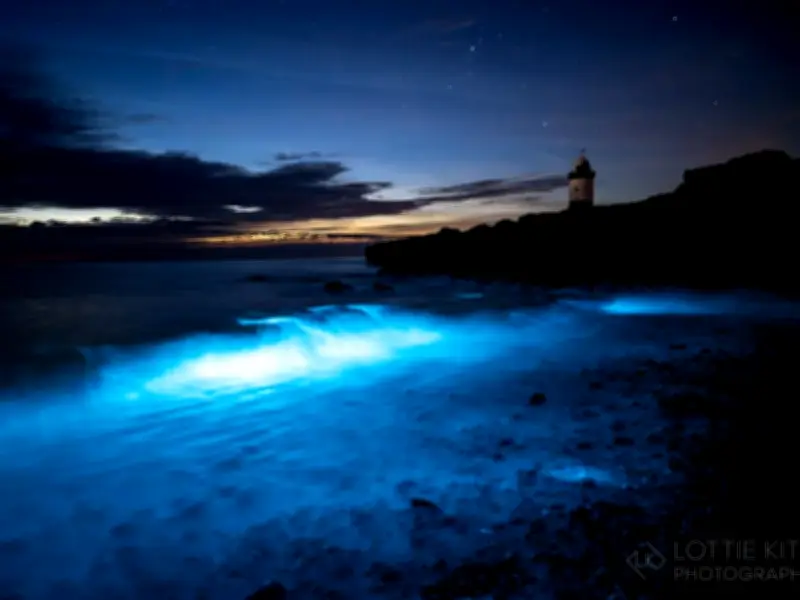 Sea Turns Mystical Blue Off Welsh Coast in Stunning Bioluminescence Display
