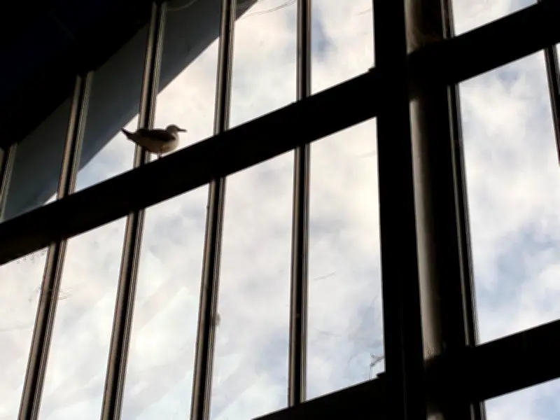 Seagull Trapped in Swansea Market for Three Days Finally Escapes