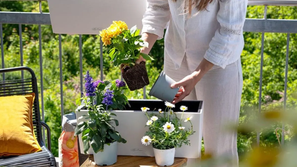 Self-Watering Planters Offer Water-Saving Solution Amid UK Hosepipe Bans