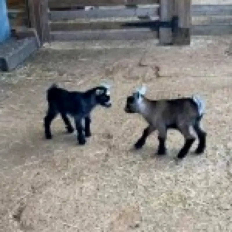 Seven Baby Goats Stolen from Kent Petting Zoo During Thunderstorm
