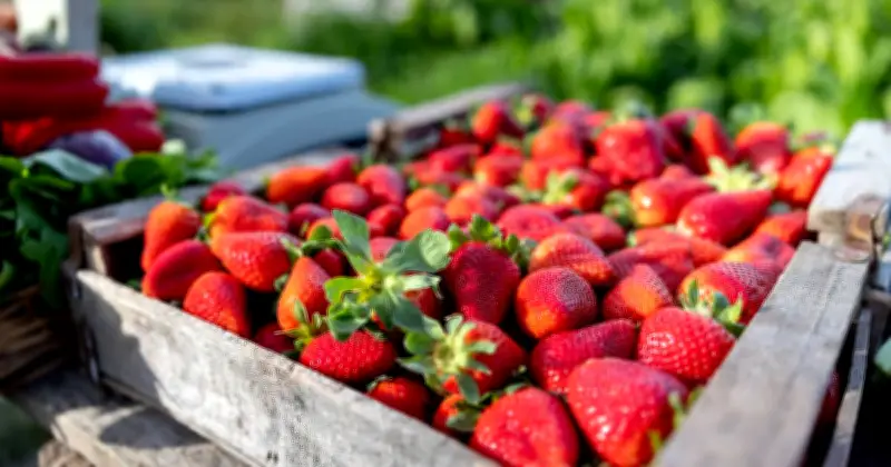 Sheep Wool: Natural Slug Repellent for Strawberries