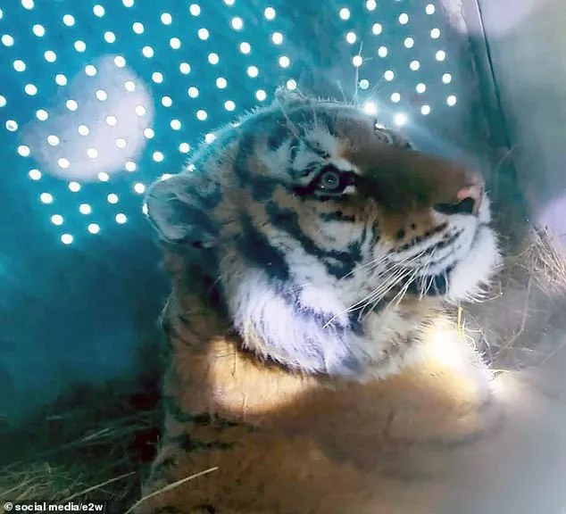 Amur Tigers Terrorise Russian Villages, Killing Humans and Dogs