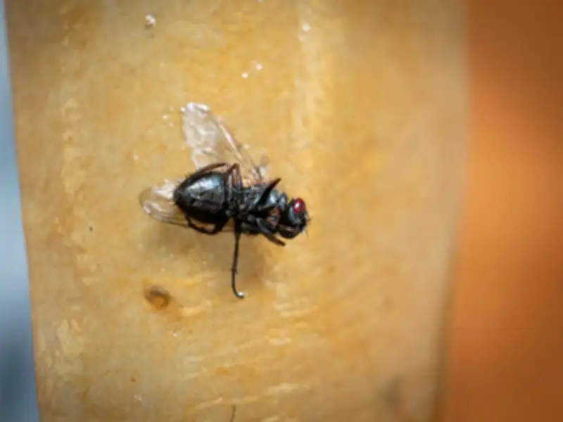 Simple 30-Second Method to Eliminate Fly Infestation Revealed