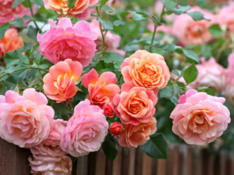 Simple Deadheading Trick for Bigger Rose Blooms This Summer
