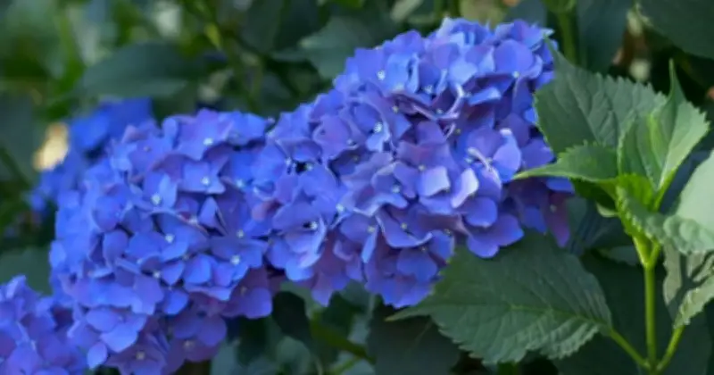 Simple Mulching Task Before July Boosts Hydrangea Blooms