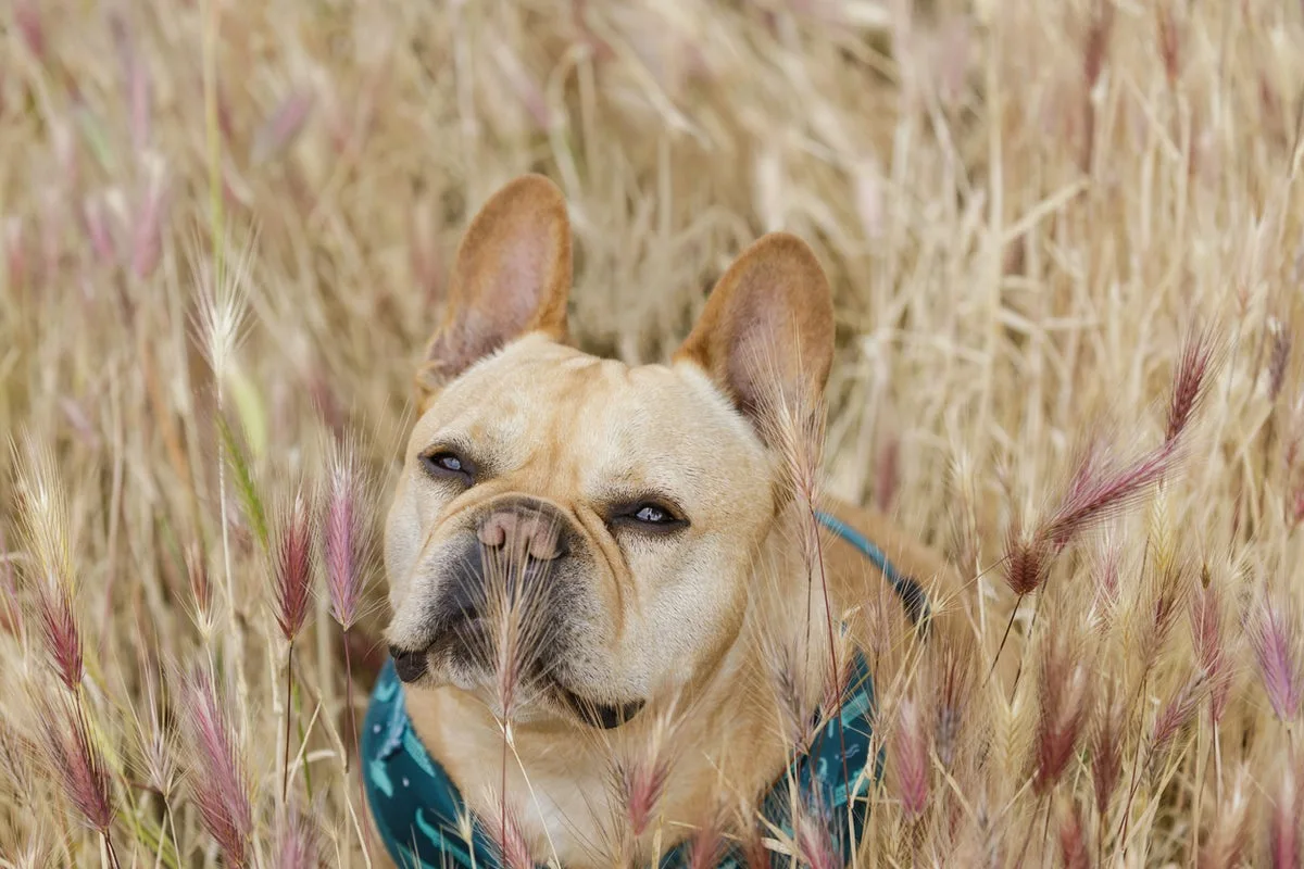 Simple Steps to Extend Your Dog's Lifespan by 30%