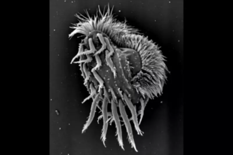 Single-Celled Microbe Transforms into Cannibalistic Supergiant Predator