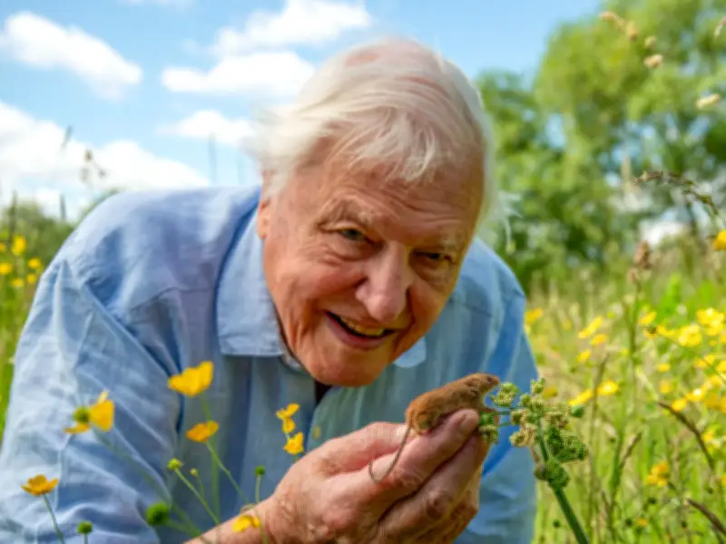 Sir David Attenborough's Crucial Summer Garden Task for Thriving Wildlife