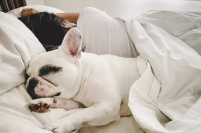 Sleeping with Your Dog May Harm Sleep Quality, Study Finds