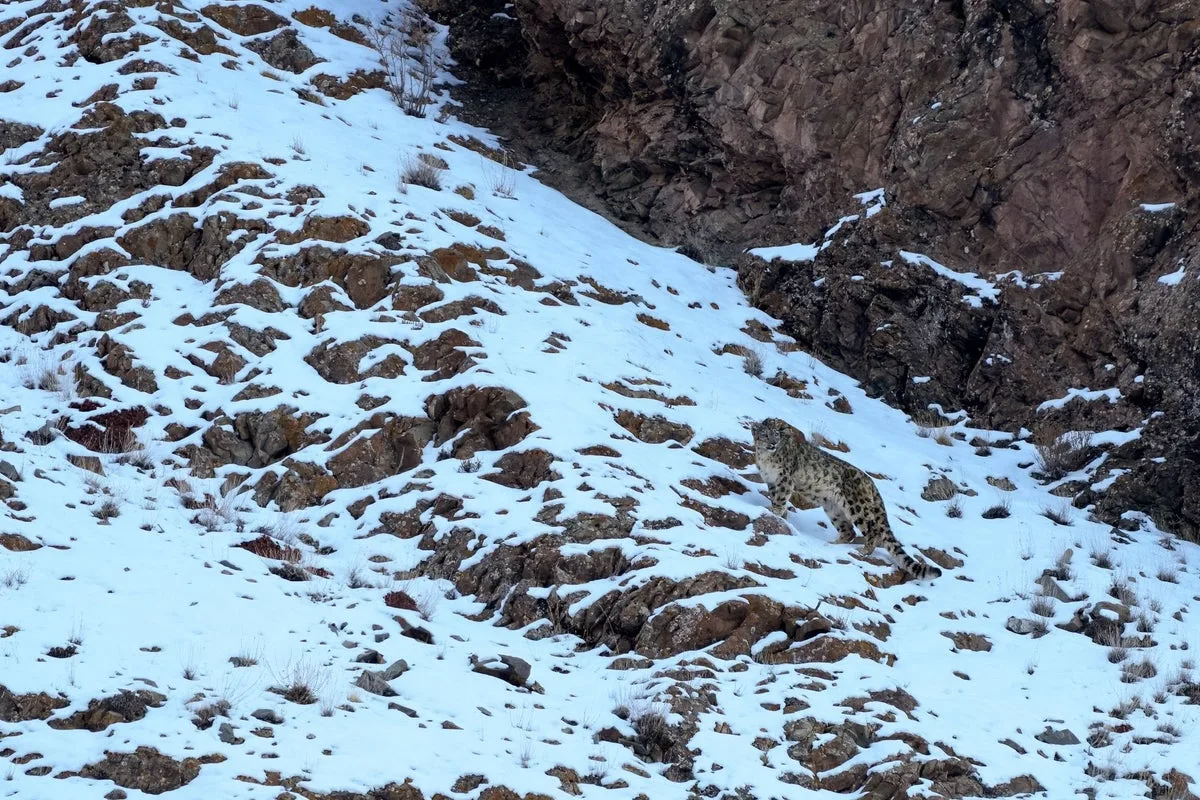 Snow Leopard Mauls Tourist Taking Selfie at Chinese Ski Resort