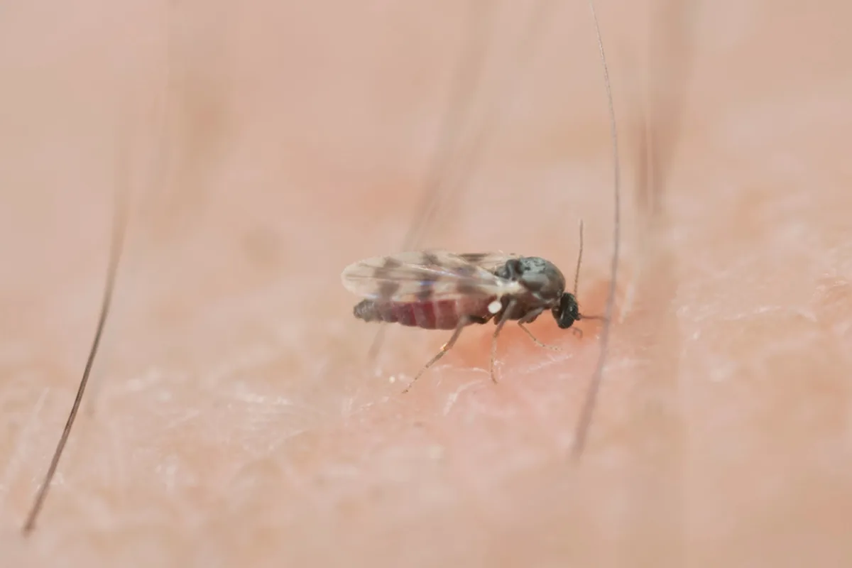 Painful 'Eye-Biting' Flies Swarm Southern California Foothills