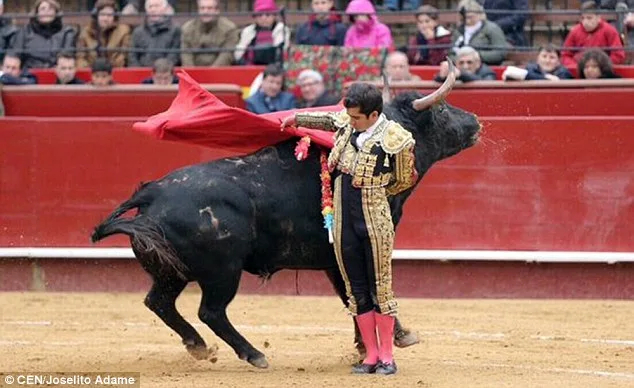 Mexican Matador Joselito Adame Severely Gored During Spanish Bullfight