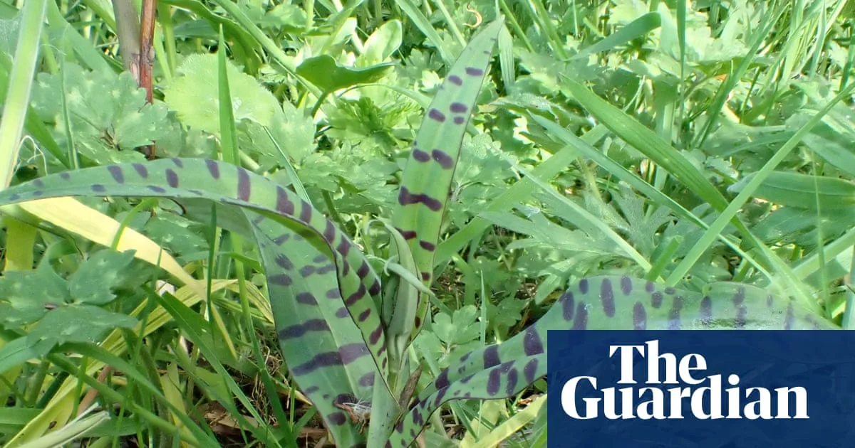 Spotted Orchids in a Derbyshire Garden: A Miracle