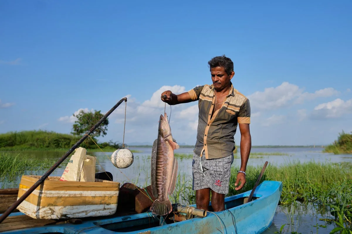 Sri Lankan Fishers Turn Invasive Snakehead Fish Threat into Opportunity