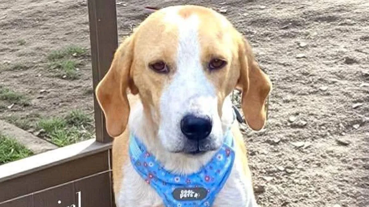 Starved Dog Dolly Seeks Forever Home in UK After Rescue