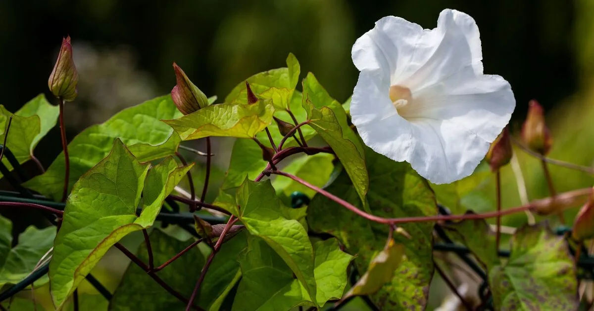 Stop Bindweed Regrowth with Simple May Task, Says RHS Expert