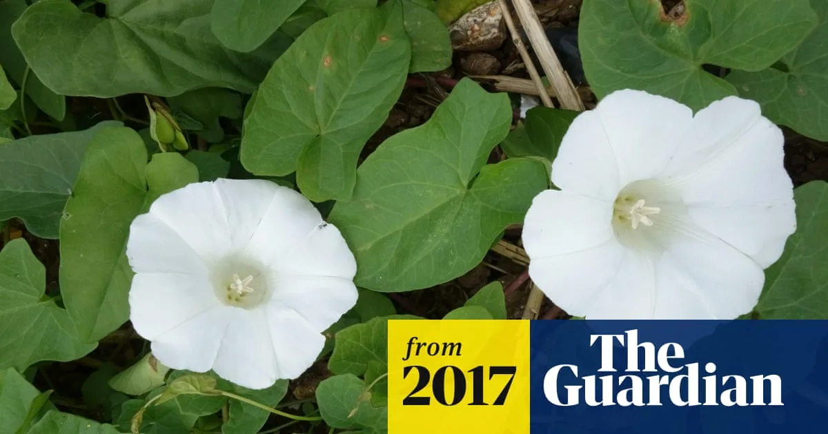 Weekly Task to Stop Bindweed Returning