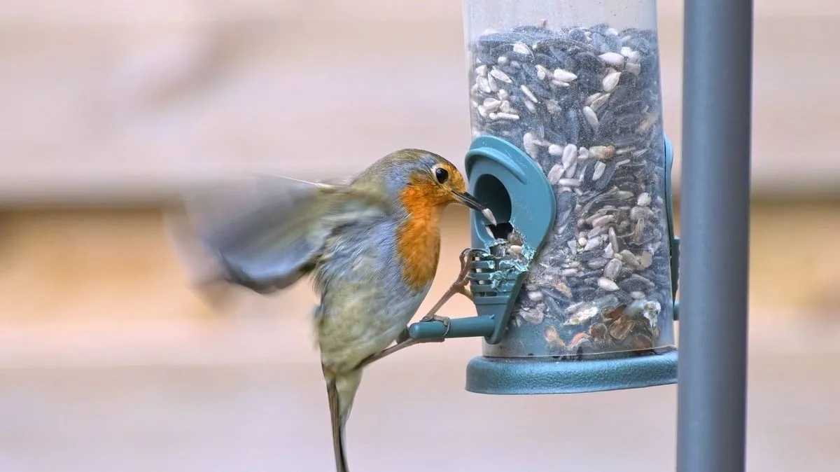 How to Stop Parakeets Scaring Robins From Your Garden