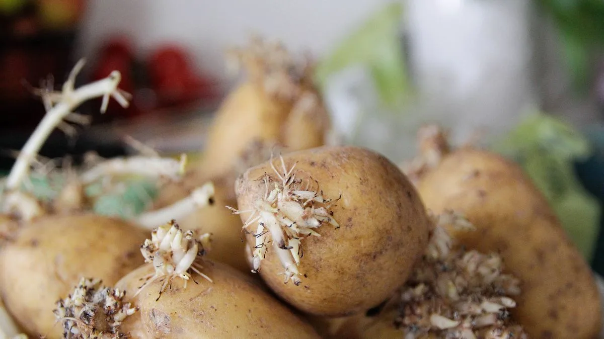 Experts Reveal Simple Trick to Stop Potatoes Sprouting Using a Cardboard Box and an Apple
