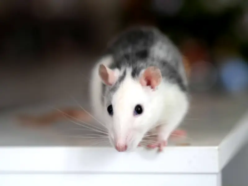 Stop Rats Entering Your Home with a 36p Supermarket Item This Summer