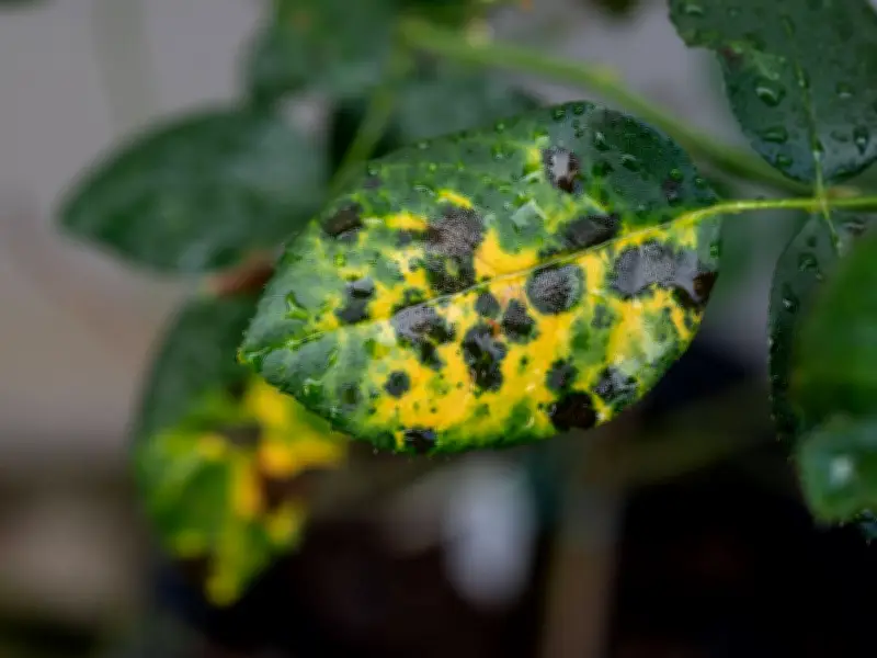 Stop Rose Black Spot with Sulphur Spray: Gardener's Tip