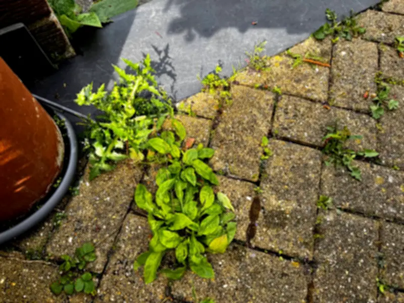 Stop Using Weed Killer: One Natural Item Removes Patio Weeds in 3 Days