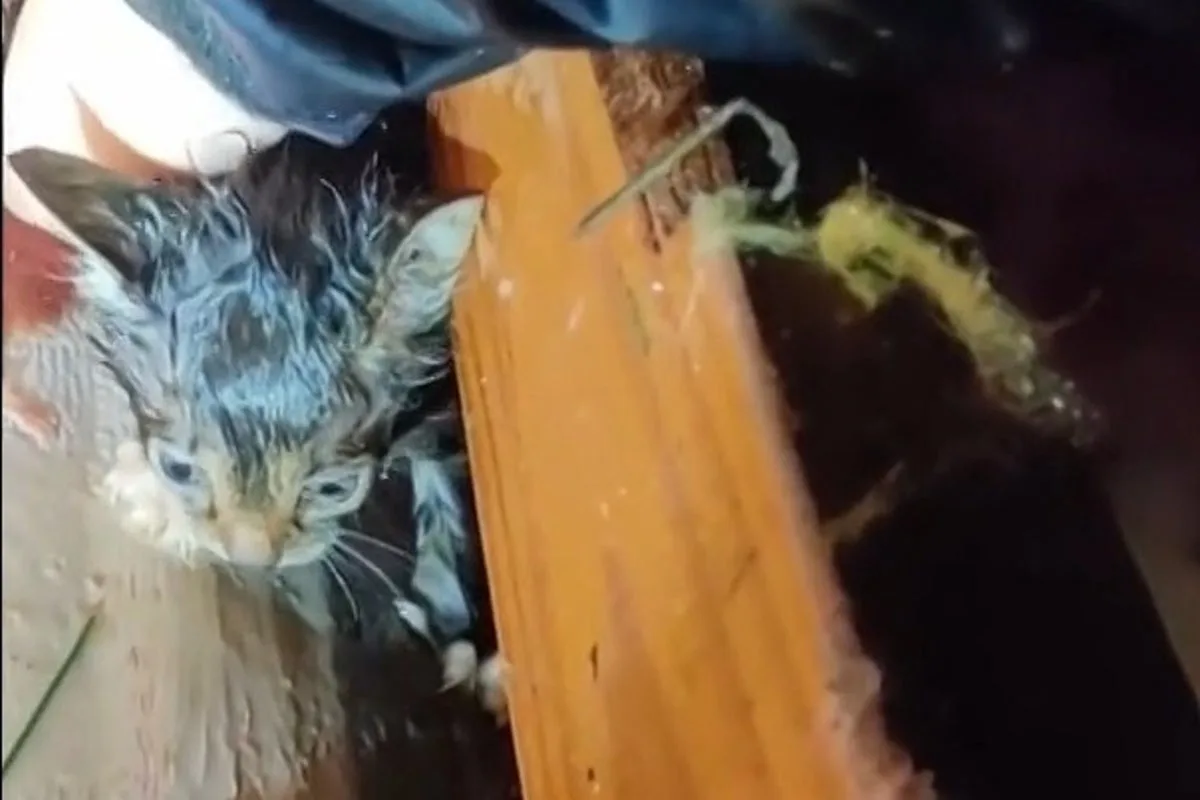 Storm Chaser Rescues Kitten from Tornado Rubble in Mississippi