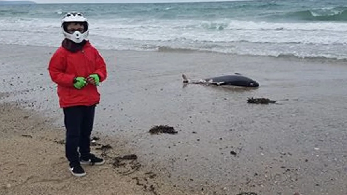 Stranded Dolphin Dies In Cornwall Despite Rescue Effort