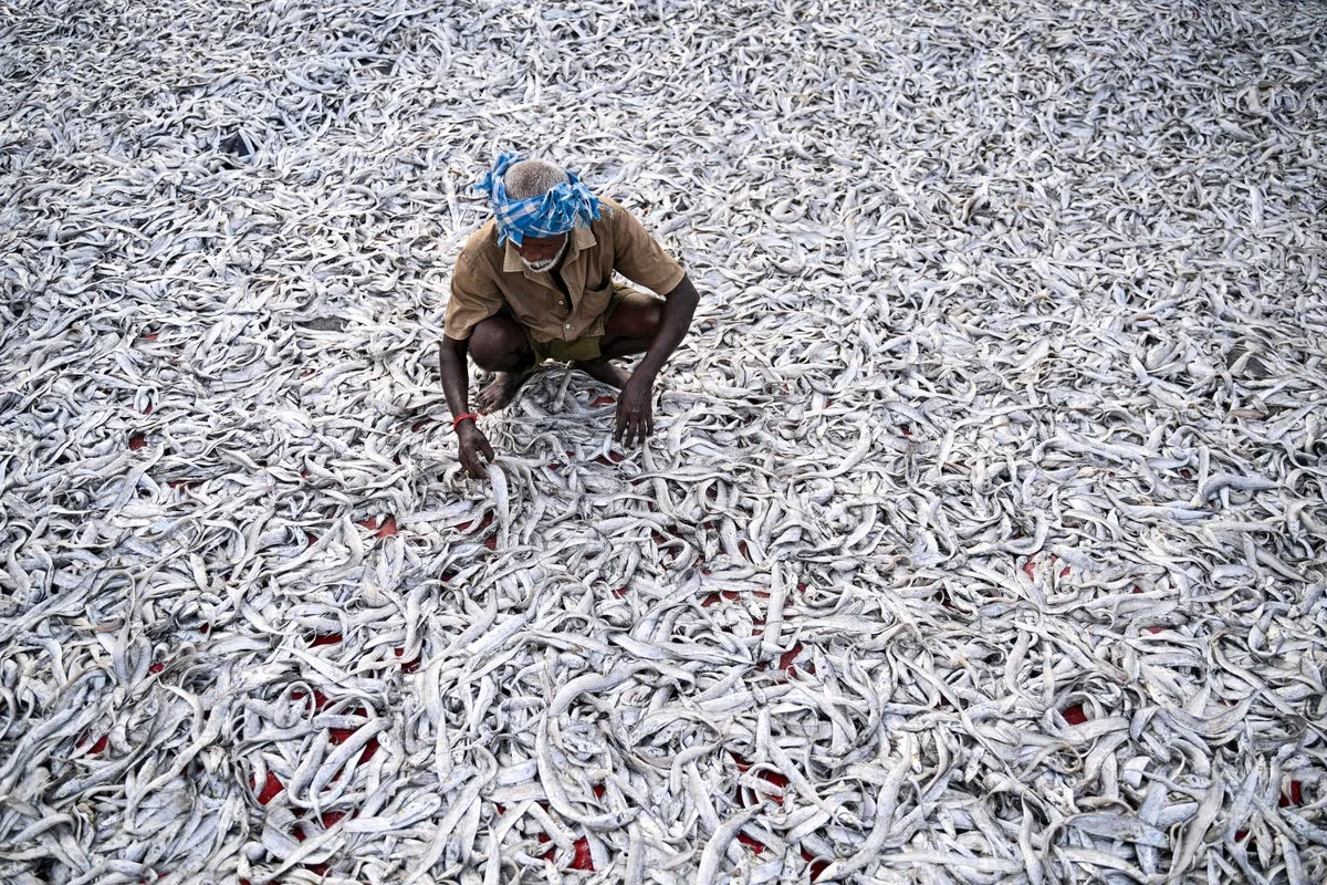 Seafood Trade Spreads Forever Chemicals Globally, Study Finds
